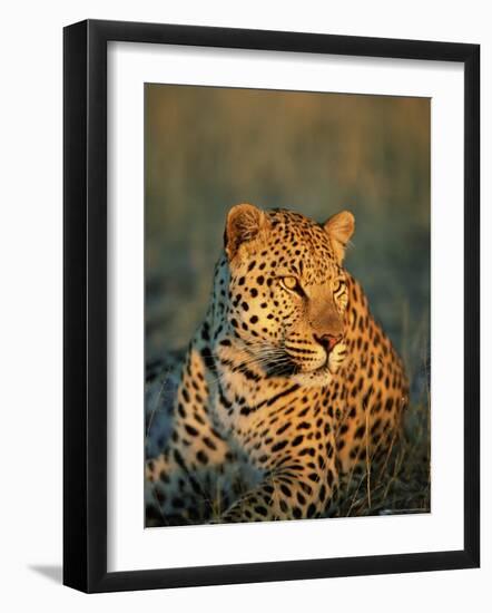 Male Leopard, Panthera Pardus, in Captivity, Namibia, Africa-Ann & Steve Toon-Framed Photographic Print