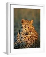 Male Leopard, Panthera Pardus, in Captivity, Namibia, Africa-Ann & Steve Toon-Framed Photographic Print
