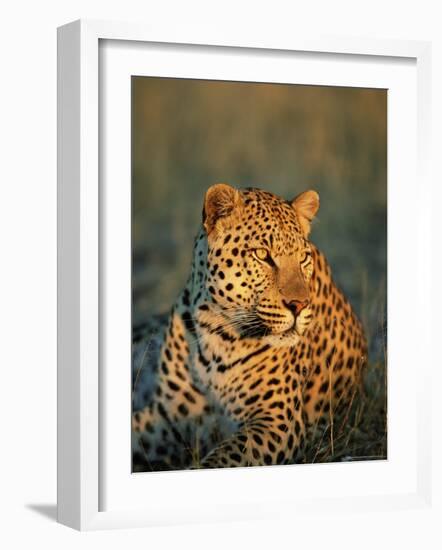 Male Leopard, Panthera Pardus, in Captivity, Namibia, Africa-Ann & Steve Toon-Framed Photographic Print