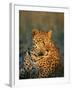 Male Leopard, Panthera Pardus, in Captivity, Namibia, Africa-Ann & Steve Toon-Framed Photographic Print