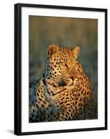 Male Leopard, Panthera Pardus, in Captivity, Namibia, Africa-Ann & Steve Toon-Framed Photographic Print