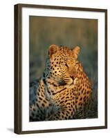 Male Leopard, Panthera Pardus, in Captivity, Namibia, Africa-Ann & Steve Toon-Framed Photographic Print