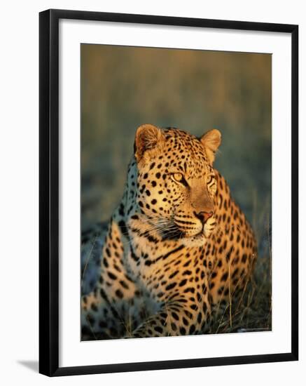 Male Leopard, Panthera Pardus, in Captivity, Namibia, Africa-Ann & Steve Toon-Framed Photographic Print