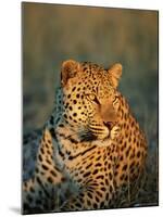 Male Leopard, Panthera Pardus, in Captivity, Namibia, Africa-Ann & Steve Toon-Mounted Photographic Print