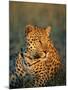Male Leopard, Panthera Pardus, in Captivity, Namibia, Africa-Ann & Steve Toon-Mounted Photographic Print