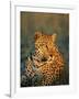 Male Leopard, Panthera Pardus, in Captivity, Namibia, Africa-Ann & Steve Toon-Framed Photographic Print