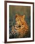 Male Leopard, Panthera Pardus, in Captivity, Namibia, Africa-Ann & Steve Toon-Framed Photographic Print