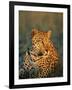 Male Leopard, Panthera Pardus, in Captivity, Namibia, Africa-Ann & Steve Toon-Framed Photographic Print