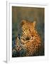 Male Leopard, Panthera Pardus, in Captivity, Namibia, Africa-Ann & Steve Toon-Framed Photographic Print