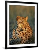 Male Leopard, Panthera Pardus, in Captivity, Namibia, Africa-Ann & Steve Toon-Framed Photographic Print