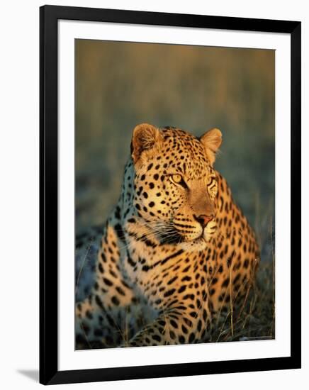 Male Leopard, Panthera Pardus, in Captivity, Namibia, Africa-Ann & Steve Toon-Framed Photographic Print