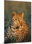 Male Leopard, Panthera Pardus, in Captivity, Namibia, Africa-Ann & Steve Toon-Mounted Photographic Print