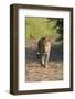 Male Leopard (Panthera Pardus), Phinda Game Reserve, Kwazulu Natal, South Africa, Africa-Ann and Steve Toon-Framed Photographic Print