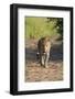 Male Leopard (Panthera Pardus), Phinda Game Reserve, Kwazulu Natal, South Africa, Africa-Ann and Steve Toon-Framed Photographic Print