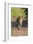 Male Leopard (Panthera Pardus), Phinda Game Reserve, Kwazulu Natal, South Africa, Africa-Ann and Steve Toon-Framed Photographic Print