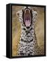 Male leopard yawning-Jami Tarris-Framed Stretched Canvas