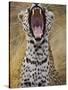 Male leopard yawning-Jami Tarris-Stretched Canvas