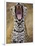 Male leopard yawning-Jami Tarris-Framed Photographic Print