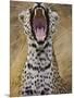 Male leopard yawning-Jami Tarris-Mounted Photographic Print