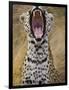 Male leopard yawning-Jami Tarris-Framed Photographic Print