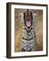 Male leopard yawning-Jami Tarris-Framed Photographic Print