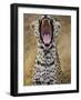 Male leopard yawning-Jami Tarris-Framed Photographic Print