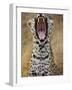 Male leopard yawning-Jami Tarris-Framed Photographic Print