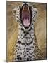 Male leopard yawning-Jami Tarris-Mounted Photographic Print