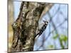 Male Lesser spotted woodpecker perching on tree, Germany-Konrad Wothe-Mounted Photographic Print