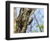 Male Lesser spotted woodpecker perching on tree, Germany-Konrad Wothe-Framed Photographic Print