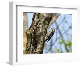 Male Lesser spotted woodpecker perching on tree, Germany-Konrad Wothe-Framed Photographic Print