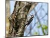 Male Lesser spotted woodpecker perching on tree, Germany-Konrad Wothe-Mounted Photographic Print