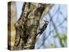 Male Lesser spotted woodpecker perching on tree, Germany-Konrad Wothe-Stretched Canvas