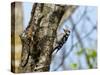 Male Lesser spotted woodpecker perching on tree, Germany-Konrad Wothe-Stretched Canvas