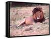 Male Lion After a Large Meal, Tanzania-David Northcott-Framed Stretched Canvas