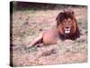 Male Lion After a Large Meal, Tanzania-David Northcott-Stretched Canvas