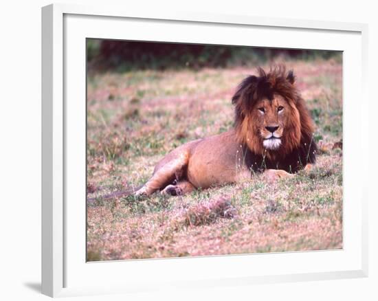 Male Lion After a Large Meal, Tanzania-David Northcott-Framed Photographic Print