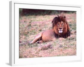 Male Lion After a Large Meal, Tanzania-David Northcott-Framed Photographic Print