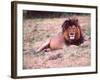 Male Lion After a Large Meal, Tanzania-David Northcott-Framed Photographic Print