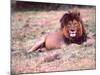 Male Lion After a Large Meal, Tanzania-David Northcott-Mounted Photographic Print