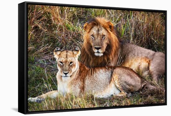 Male Lion and Female Lion - a Couple, on Savanna. Safari in Serengeti, Tanzania, Africa-Michal Bednarek-Framed Stretched Canvas