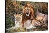 Male Lion and Female Lion - a Couple, on Savanna. Safari in Serengeti, Tanzania, Africa-Michal Bednarek-Stretched Canvas