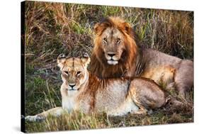 Male Lion and Female Lion - a Couple, on Savanna. Safari in Serengeti, Tanzania, Africa-Michal Bednarek-Stretched Canvas