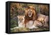 Male Lion and Female Lion - a Couple, on Savanna. Safari in Serengeti, Tanzania, Africa-Michal Bednarek-Framed Stretched Canvas