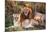 Male Lion and Female Lion - a Couple, on Savanna. Safari in Serengeti, Tanzania, Africa-Michal Bednarek-Mounted Photographic Print