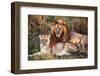 Male Lion and Female Lion - a Couple, on Savanna. Safari in Serengeti, Tanzania, Africa-Michal Bednarek-Framed Photographic Print