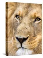 Male Lion at Africat Project, Namibia-Joe Restuccia III-Stretched Canvas