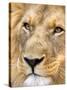 Male Lion at Africat Project, Namibia-Joe Restuccia III-Stretched Canvas