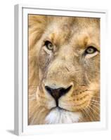 Male Lion at Africat Project, Namibia-Joe Restuccia III-Framed Premium Photographic Print