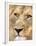 Male Lion at Africat Project, Namibia-Joe Restuccia III-Framed Premium Photographic Print